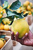 Hand holding organic lemon at the farmers market