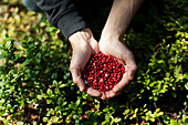 Lingonberries being gathered in a forest (Finland)