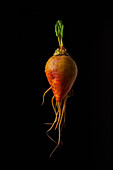 A yellow beet against a black background