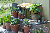 Pots with tomato plants and nasturtiums with birdhouses on flower stairs