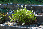 Candytuft grows in the joints of the stone stairs