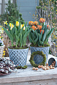 Tulips 'Strong Gold' 'Orange Princess' in zinc pots, onions and a wreath made from kitten willow