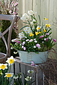 Sheet metal bowl with daffodils, primroses, daisies and grape hyacinths