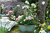 Schale mit weißen Schachbrettblumen, Tausendschön, Hornveilchen, Traubenhyazinthen und Thymian im Garten
