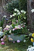 Bowl with white checkerboard flowers, daisies, horned violets, grape hyacinths and thyme in the garden, Easter eggs and Easter chicks as decoration