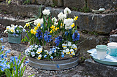 Bowl with daffodils 'Erlicheer' 'Tete a Tete', hyacinths, horned violets and grape hyacinths, tray with cups