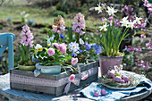 Hyacinths, daffodil 'Toto', daisy, ray anemone and horned violet, wooden box decorated with lace ribbon, Easter eggs in a wreath of grass