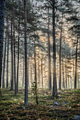 A campsite in a forest, Kustavi, west coast of Finland