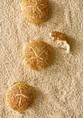 Sesame buns on a sesame seed background