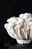 Fresh beech mushrooms on a black background