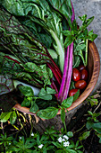 Regenbogenmangold, Lauch, Tomaten, Minze und Basilikum in Holzschale im Garten