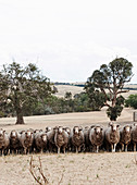 Flock of sheep in Australian landscape