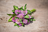 Bouquet with clover and red clover (Trifolium pratense)