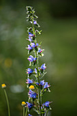 Blauer Heinrich oder Gewöhnlicher Natternkopf (Echium vulgare)