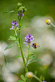 A bumblebee on alfalfa (Medicago sativa ssp. varia)