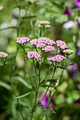 Sudeten Yarrow (A. millefolium ssp.sudetica)
