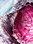 Red cabbage leaves with water drops