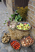 Organic vegetables and apples in baskets on a farm