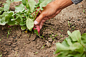 Radishes being harvested