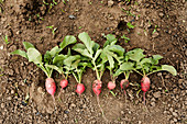 Freshly picked radishes lined up on the ground