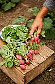 Freshly picked radishes on a wooden box in a garden bed