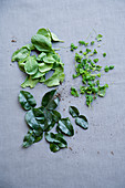 Radish greens, clover and kaffir lime leaves