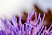 Artichoke flower (close-up)
