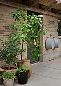 Lemon tree and small olive tree against brick wall