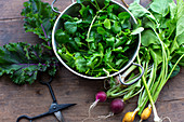 Grünkohl, Salatkräuter und Radieschen