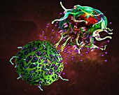 T cell attacking cancer cell, illustration