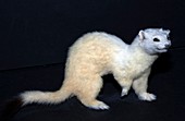 Stoat in winter fur