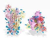 Coronavirus spike protein surface sugars, molecular model