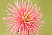 Dahlia 'Park Princess' flower