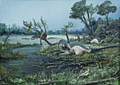 Australovenator dinosaurs, illustration