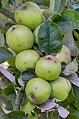 Apple (Malus domestica 'Golden Delicious') in fruit