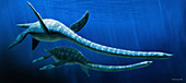 Elasmosaurus marine reptile, illustration