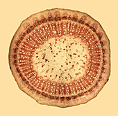 Cotton (Gossypium sp.) stem, light micrograph
