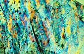 Eel skin, polarised light micrograph