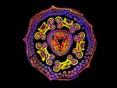 Passion flower (Passiflora caerulea) bud, light micrograph