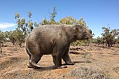Giant wombat, illustration