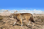 Prehistoric dire wolf, illustration