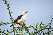 White-headed buffalo weaver