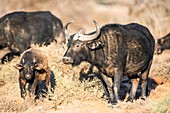 Cape buffalo and calf with winter coat