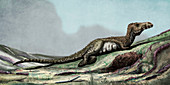 Torvosaurus dinosaur, illustration