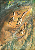 Azhdarchid pterosaurs walking, illustration