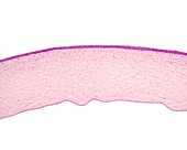Cornea layers, light micrograph