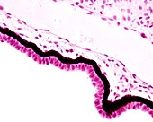 Ciliary body epithelium, light micrograph