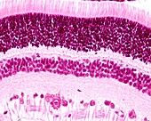 Retina layers, light micrograph