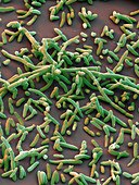 Aeromonas hydrophila bacteria, SEM