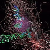 Circulating tumor DNA, illustration